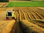 Ставрополье лидирует по темпам уборки зерновых и зернобобовых