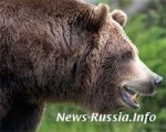 В Чечне, перепуганный медведь травмировал офицера