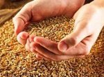 Цены на ставропольское зерно достигли 6000 рублей за тонну