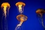 В Москве-реке нашли медуз