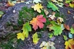 Ученый объяснил, почему осенью желтеют листья