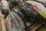 В Японии за гигантского тунца выложили $400 тыс