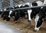 На ставропольской молочной ферме произошла вспышка бешенства