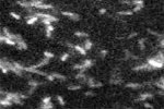 Исследователи обнаружили "клеточный телеграф" в бактериях