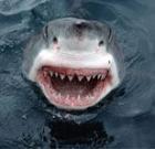 На Сейшелах акулы продолжают нападать на людей