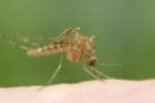 На свет появилась уникальная вакцина против малярии