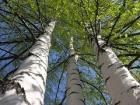 WWF России оценил качество лесоуправления в крае как высокое