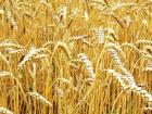 Казахстанский зерновой союз обратился к экспортерам зерна