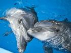 На Азовском море туристов ждет уникальный дельфинарий