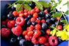 Осторожно, ягоды Смоленской и Брянской областей