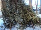 В Ставрополе полиция выявила нелегальную торговлю новогодними деревьями