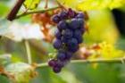 Не пропустите сезон солнечной ягоды: виноград для питания и лечения
