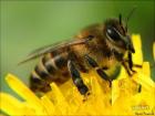 Лечение онкологии продуктами пчеловодства