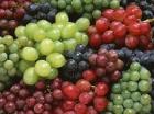 На Ставрополье собрано более 22 тысяч тонн винограда