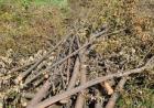 Администрация Ставрополя устроила разборку по факту вырубки деревьев на Доваторцев