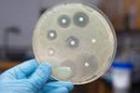 Американские ученые создали препарат, к  которому микробы не могут приспособиться
