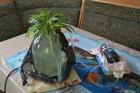 На Ставрополье пенсионер в своей теплице выращивал коноплю