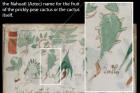 Ботаники определили растения из «самого загадочного манускрипта»