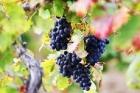 Минсельхоз края: Виноградарство - традиционная и социально значимая подотрасль