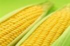 Чем полезна сладкая кукуруза?