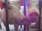 В Андроповском районе обсудили меры по борьбе с африканской чумой свиней