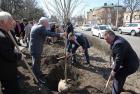 В честь юбилея краевой Думы депутаты посадили 20 деревьев в центре Ставрополя
