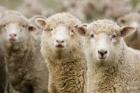 В племзаводе «Восток» обсудили вопросы состояния овцеводства в крае