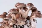 Японские грибы уничтожают вирус папилломы человека не хуже лекарств