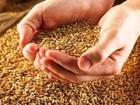 Минсельхоз края: Цены на зерно остаются стабильными
