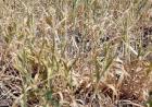 Суховей угрожает урожаю зерновых культур на востоке Ставрополья