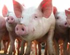 На Ставрополье запретили ввоз свинины из Крыма из-за вспышки африканской чумы