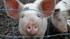 Ставрополье запретило ввоз свинины из Крыма из-за вспышки  африканской чумы свиней