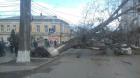 В Ставрополе из-за рухнувшего дерева перекрыто движение по улице Голенева