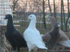 На Ставрополье подросток похитил у одностаничника 65 породистых голубей
