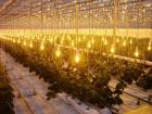 В Ставрополе планируют создать тепличный комплекс для выращивания овощей