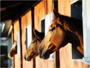 На Ставрополье раскрыта кража породистых лошадей