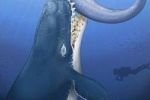 Обнаружены останки самого большого морского хищника