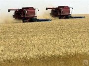 На Ставрополье собрали уже более 4 млн тонн зерна
