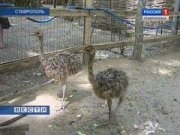 Африканские страусята поселились в Ставрополе
