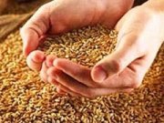 Цены на ставропольское зерно достигли 6000 рублей за тонну