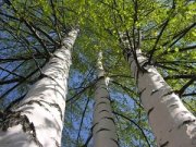 За год на Ставрополье высадили 56 тысяч новых деревьев