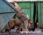 Массовый отстрел бездомных собак в Москве