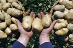 В России назревает картофельный кризис