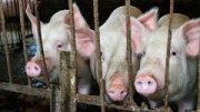Россельхознадзор Ставрополья не исключает новой вспышки чумы свиней