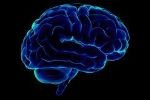 Создана подробная карту человеческого мозга!