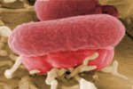 Кишечная эпидемия в Европе вызвана бактерией-мутантом