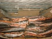 Сотрудниками ГИБДД, в грузовике, обнаружен тайник с 2-мя тоннами рыбы осетровых пород