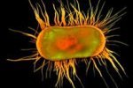 Исследователи выяснили, как бактериям удается так быстро распространяться