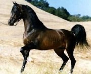 В крае пройдет первый международный фестиваль арабских лошадей