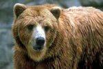Медведи - новый ключ к излечению для сердечников